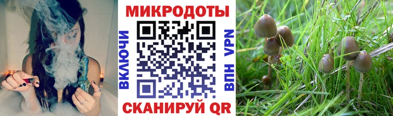 Псилоцибиновые грибы Cubensis  как найти закладки  Урень 